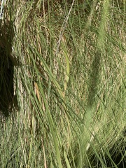 Imperata brevifolia