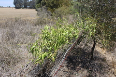 Parsonsia eucalyptophylla