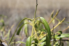 Parsonsia eucalyptophylla
