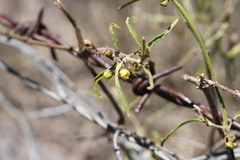 Parsonsia eucalyptophylla
