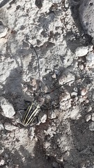 Eriocharis devestivus