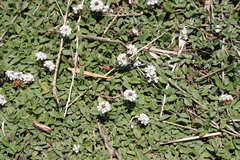 Phyla nodiflora minor