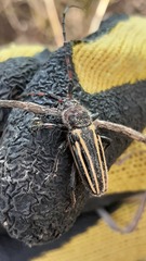 Eriocharis devestivus