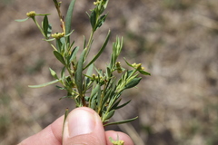Pimelea neoanglica