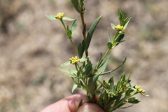 Pimelea neoanglica