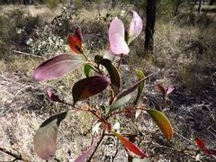 Acacia bancroftiorum