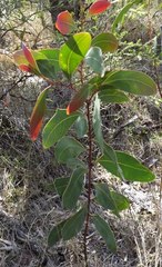 Acacia bancroftiorum