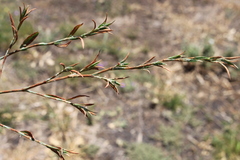 Polygonum plebeium