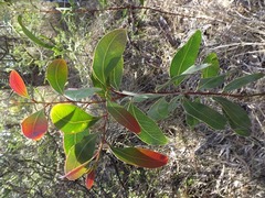 Acacia bancroftiorum