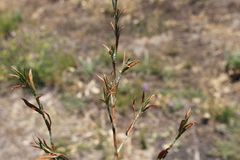 Polygonum plebeium
