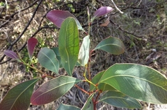 Acacia bancroftiorum