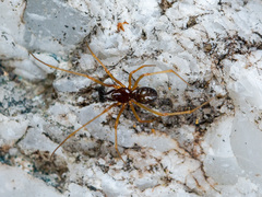 Neottiura bimaculata