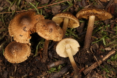 Inocybe luteifolia