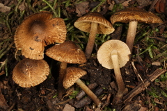 Inocybe luteifolia