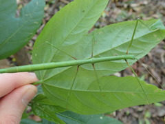 Candovia annulata