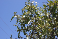 Santalum lanceolatum