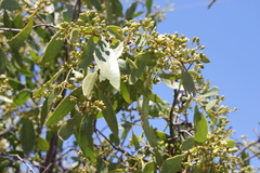 Santalum lanceolatum