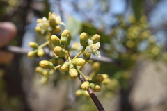 Santalum lanceolatum