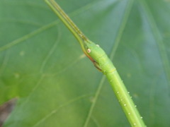 Candovia annulata