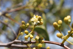 Santalum lanceolatum