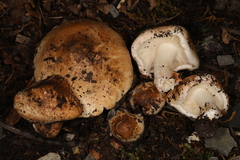 Inocybe dulciolens