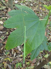 Candovia annulata