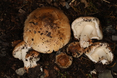 Inocybe dulciolens