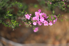 Kunzea affinis