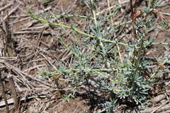 Sclerolaena muricata