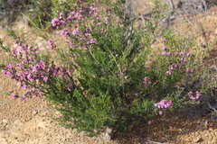 Kunzea affinis