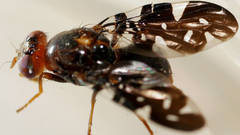 Acanthonevroides variegatus