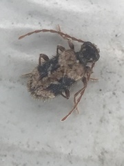 Ptinus texanus