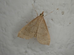 Metasia dicealis