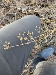 Silene stellata