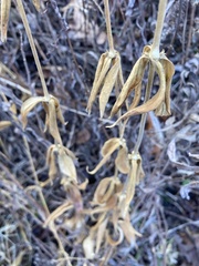 Silene stellata