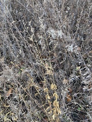 Silene stellata