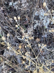 Silene stellata