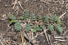 Tribulus micrococcus