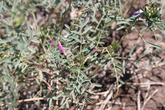 Vicia monantha