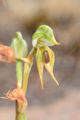 Pterostylis aciculiformis