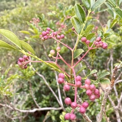 Zanthoxylum avicennae