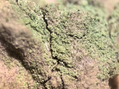 Rinodina papillata