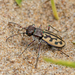 Leopard Tiger Beetles - Photo (c) Gareth Yearsley, some rights reserved (CC BY-NC), uploaded by Gareth Yearsley