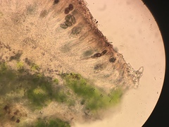 Rinodina papillata
