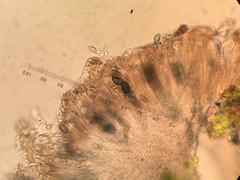 Rinodina papillata
