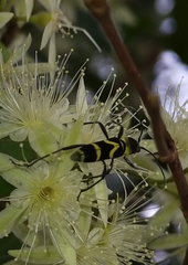 Chlorophorus curtisi