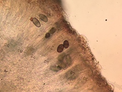 Rinodina papillata