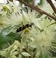 Chlorophorus curtisi