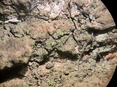 Rinodina papillata