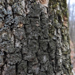 Rinodina papillata